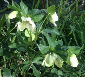 HelleboreB