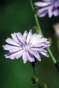 chicory